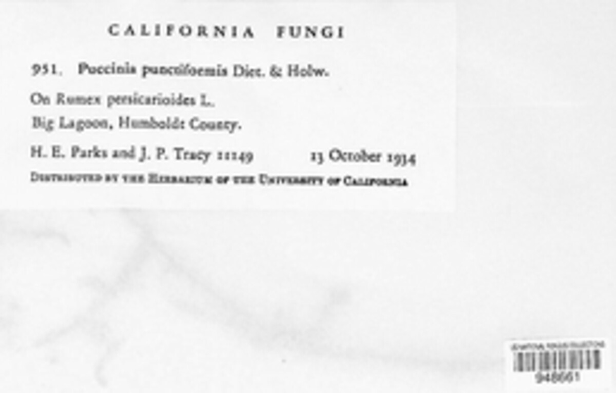 Puccinia suaveolens image